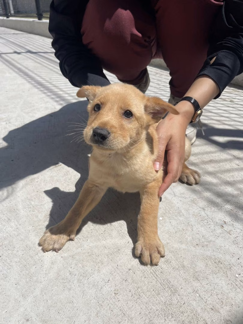 The dog, from the shelter's listing