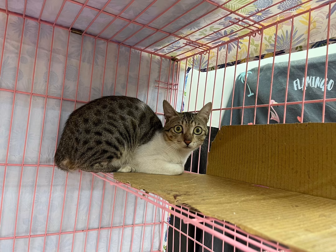 The cat, from the shelter's listing