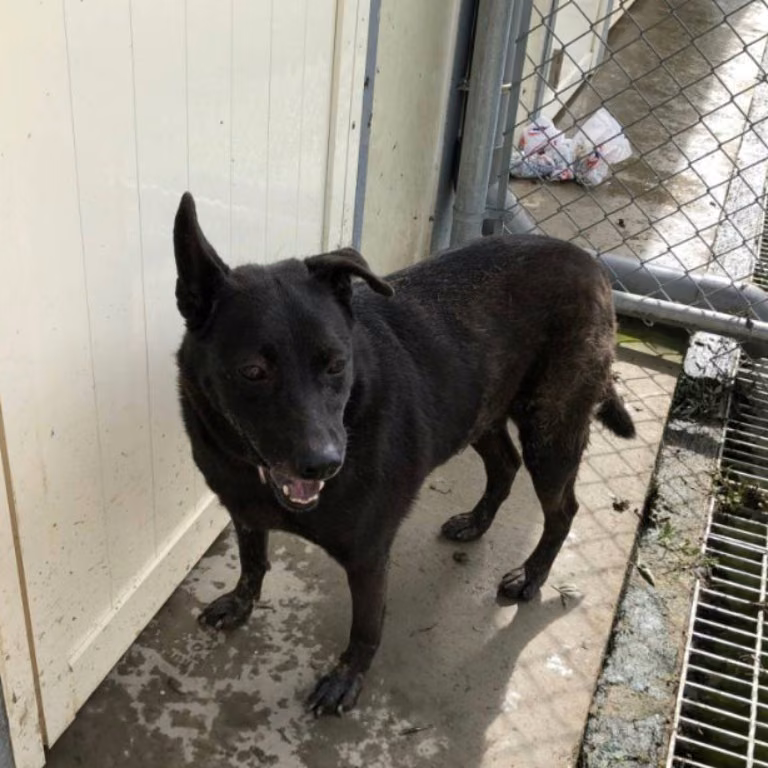 The dog, from the shelter's listing