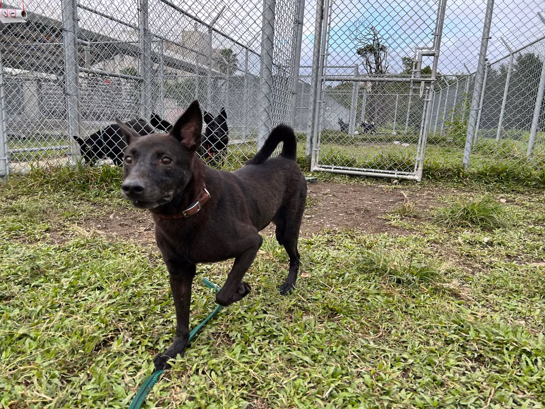 The dog, from the shelter's listing