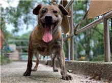 The dog, from the shelter's listing