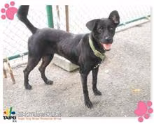The dog, from the shelter's listing