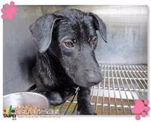 The dog, from the shelter's listing
