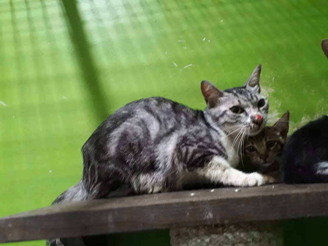 The cat, from the shelter's listing