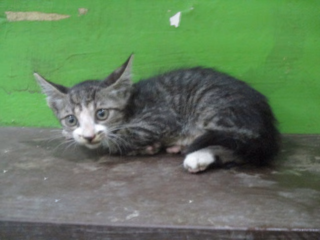 The cat, from the shelter's listing