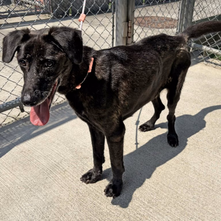 The dog, from the shelter's listing