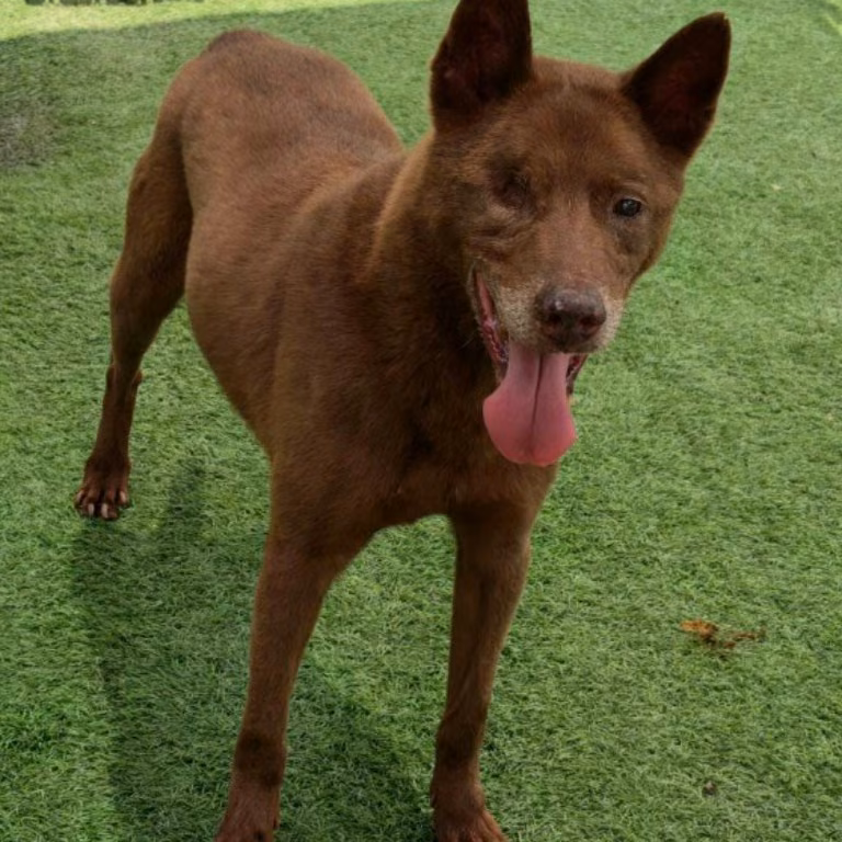 The dog, from the shelter's listing