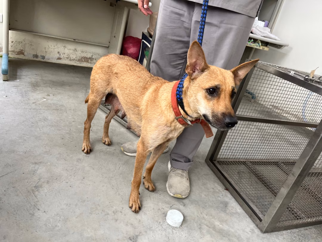 The dog, from the shelter's listing