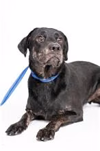 The dog, from the shelter's listing
