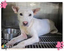 The dog, from the shelter's listing