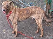 The dog, from the shelter's listing