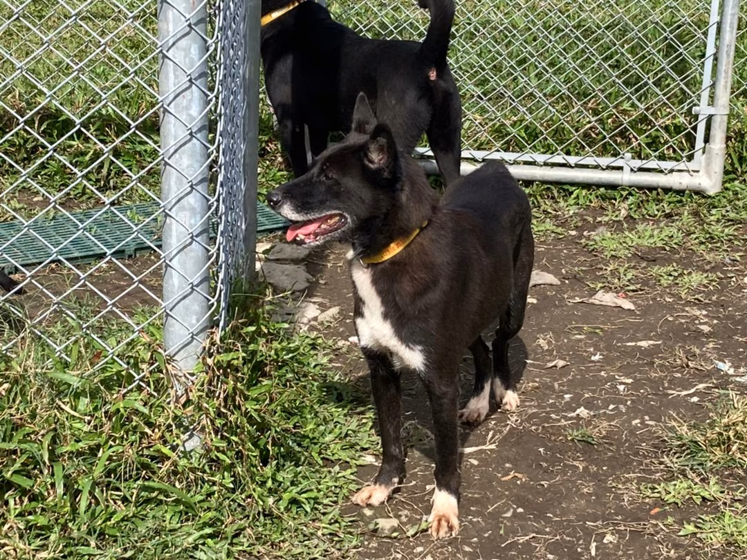The dog, from the shelter's listing