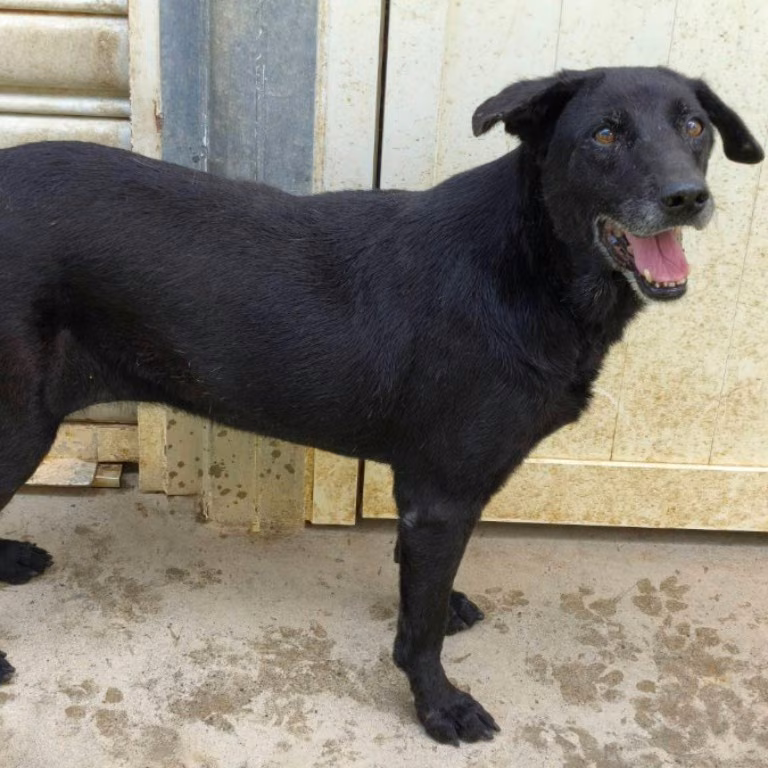 The dog, from the shelter's listing