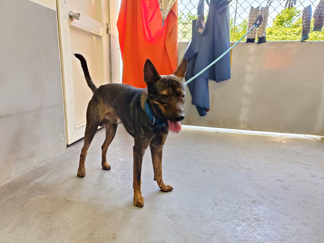 The dog, from the shelter's listing