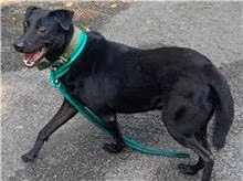 The dog, from the shelter's listing