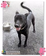 The dog, from the shelter's listing