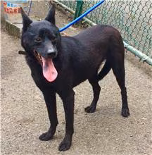 The dog, from the shelter's listing