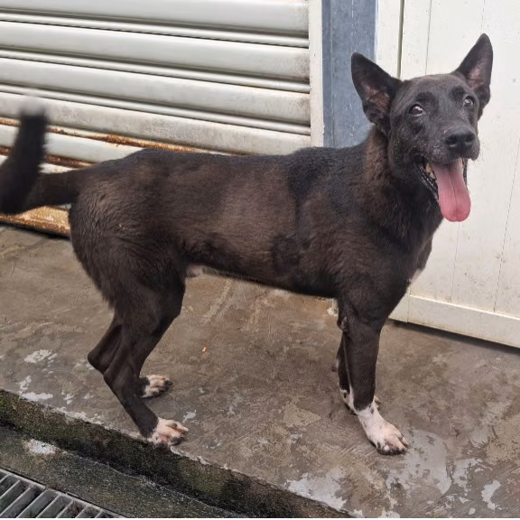 The dog, from the shelter's listing