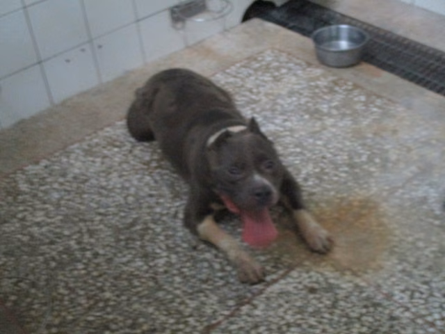 The dog, from the shelter's listing