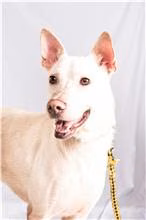 The dog, from the shelter's listing