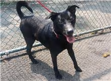 The dog, from the shelter's listing