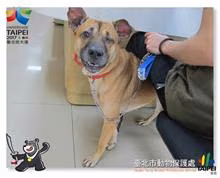 The dog, from the shelter's listing