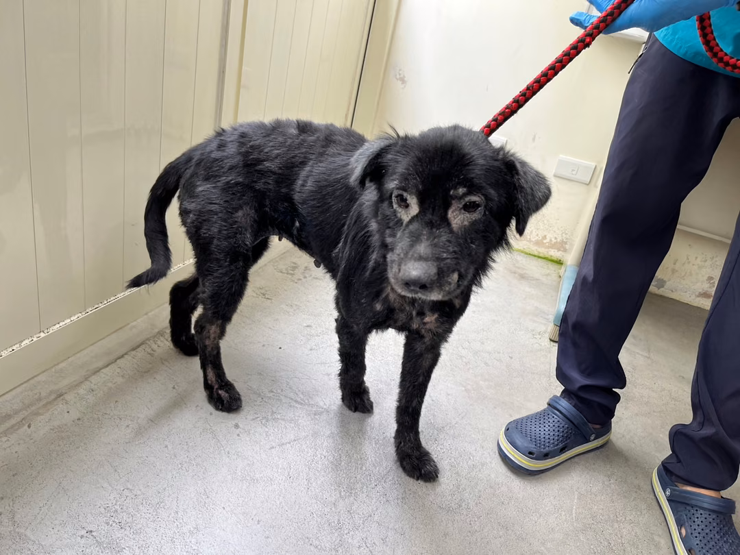 The dog, from the shelter's listing