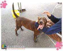 The dog, from the shelter's listing