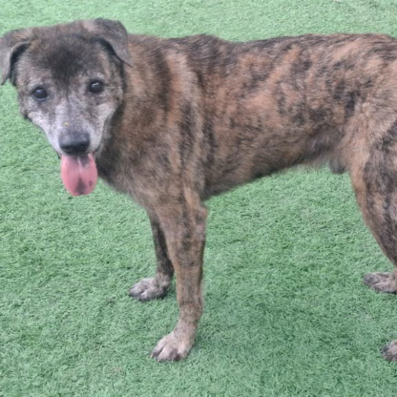 The dog, from the shelter's listing