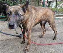 The dog, from the shelter's listing