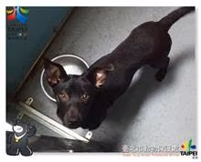 The dog, from the shelter's listing