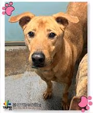 The dog, from the shelter's listing