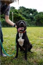 The dog, from the shelter's listing