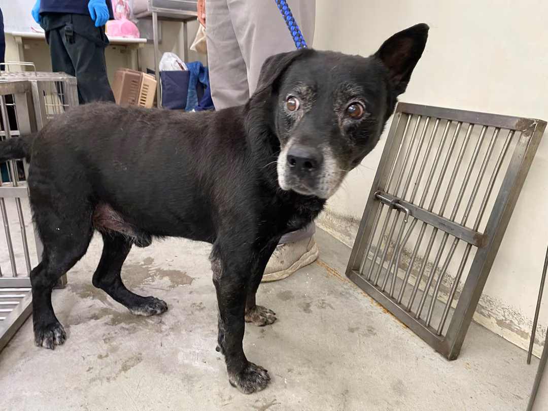 The dog, from the shelter's listing