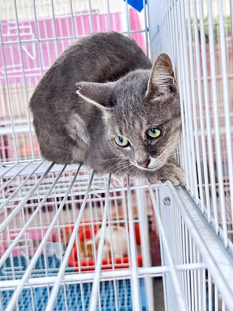 The cat, from the shelter's listing