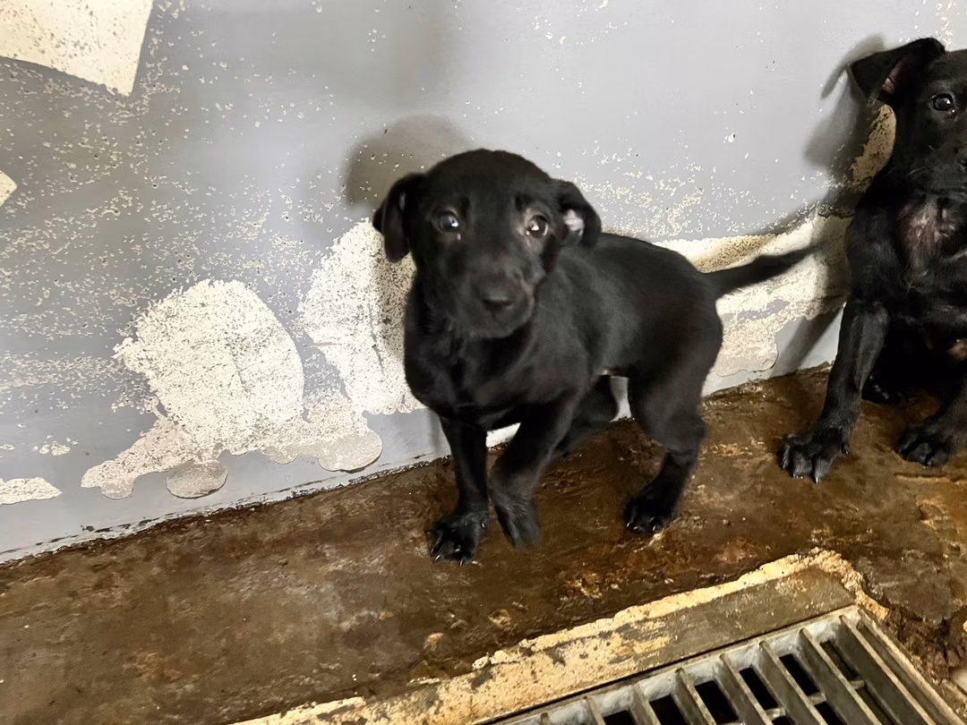 The dog, from the shelter's listing