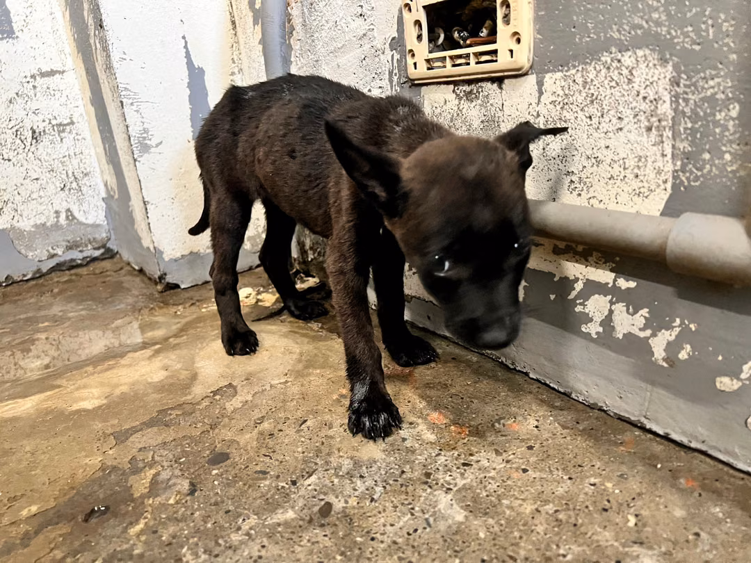 The dog, from the shelter's listing