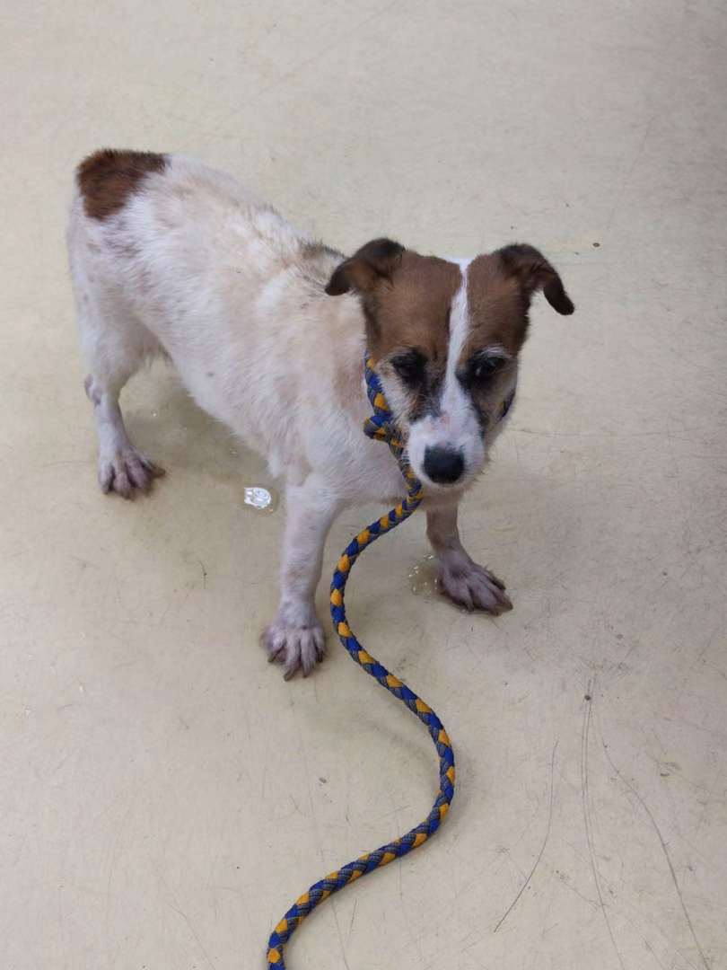 The dog, from the shelter's listing