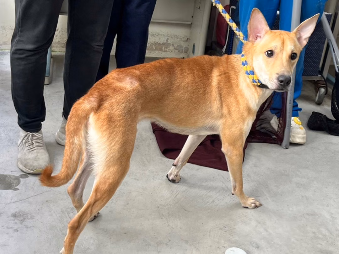 The dog, from the shelter's listing