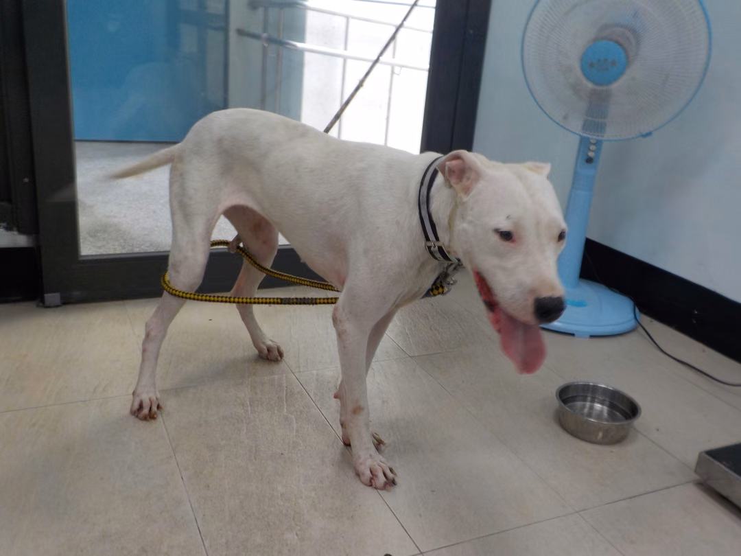The dog, from the shelter's listing
