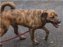 The dog, from the shelter's listing