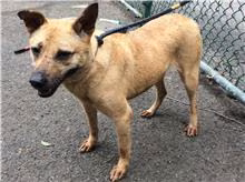 The dog, from the shelter's listing