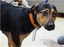 The dog, from the shelter's listing