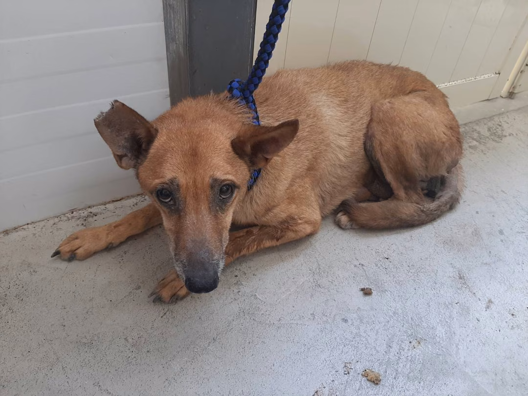The dog, from the shelter's listing