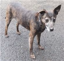 The dog, from the shelter's listing
