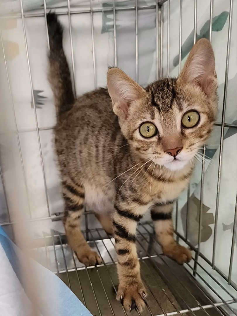 The cat, from the shelter's listing