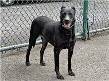 The dog, from the shelter's listing