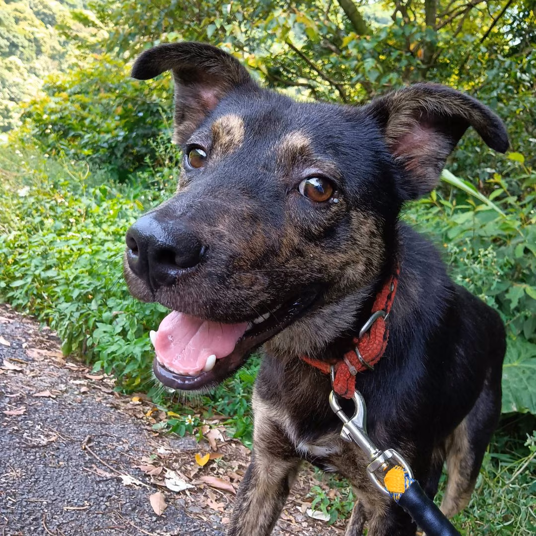 The dog, from the shelter's listing