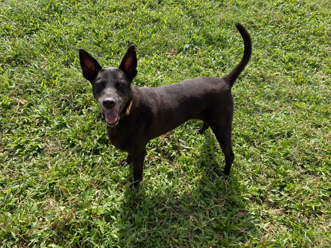 The dog, from the shelter's listing