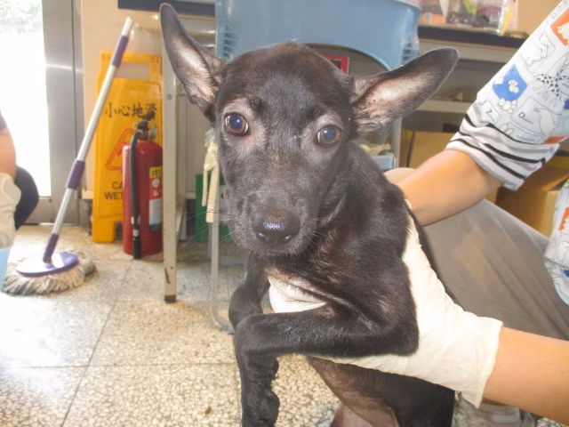 The dog, from the shelter's listing